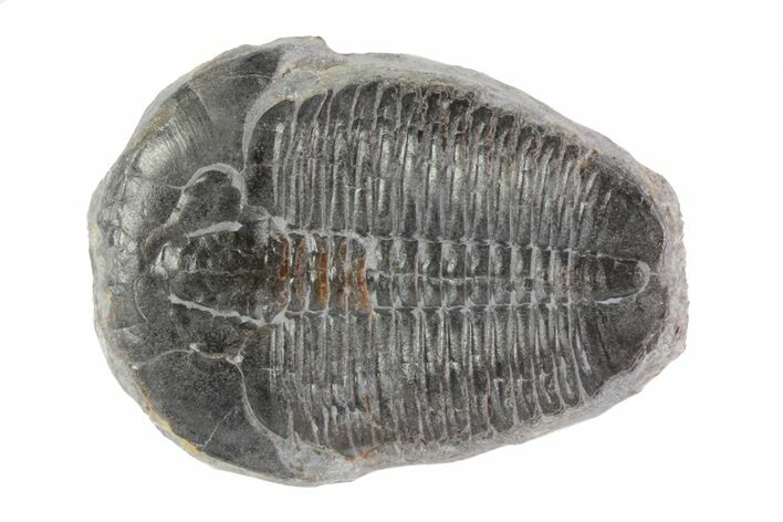 Large Elrathia Trilobite - Utah #78964